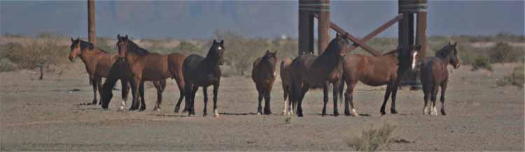 mustangs